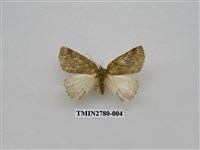 藏品(尺蛾350)的圖片